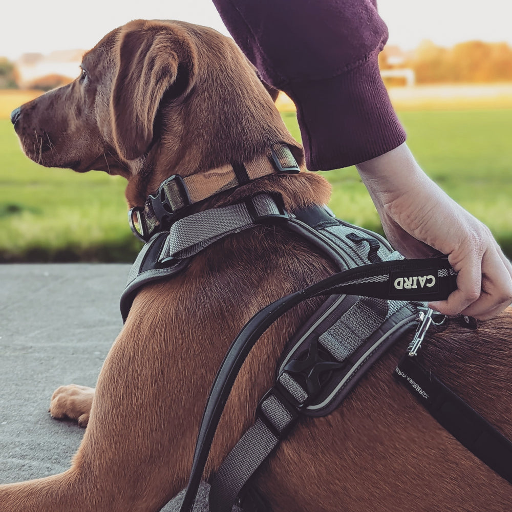 The Benefits of Using a Dog Harness