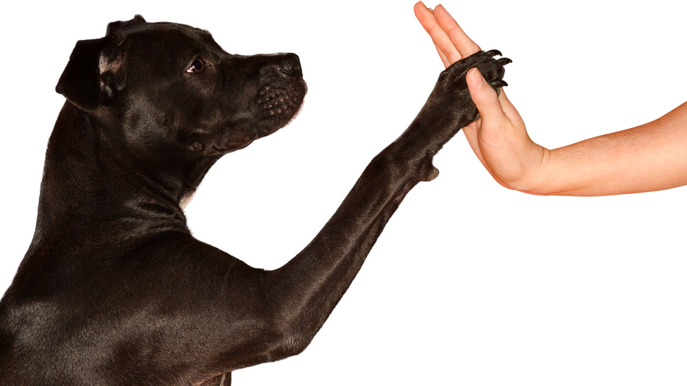 Positive Reinforcement Training - What Is It, and Does It Actually Work?