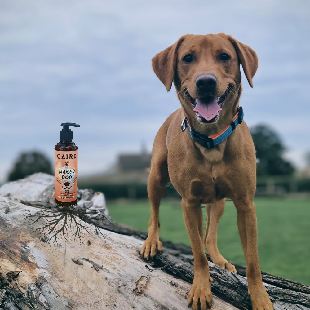 Highquality Dogwear & Dogcare. Journey Together with your Best Friend