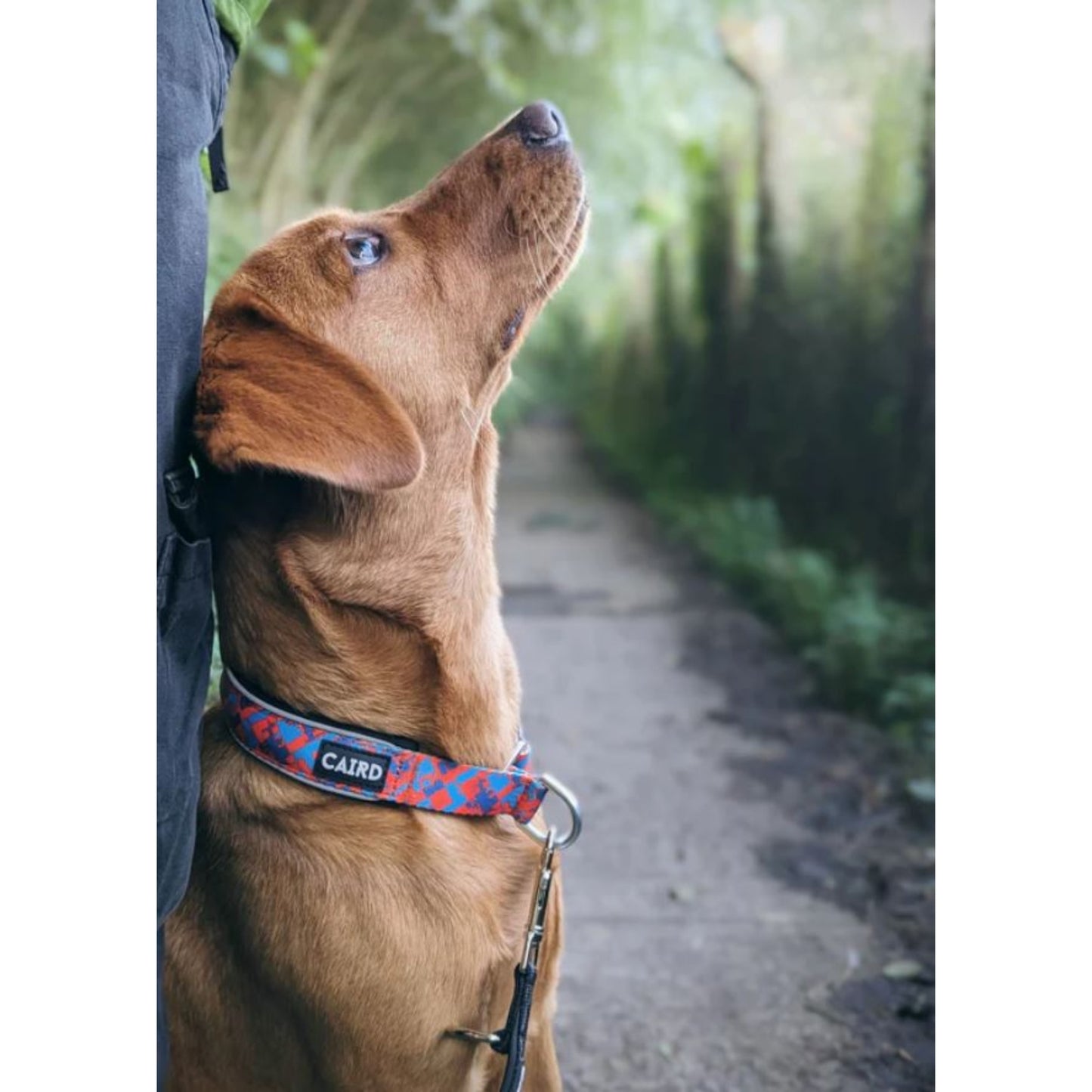 
                  
                    Reflective Padded Slip Dog Collar
                  
                