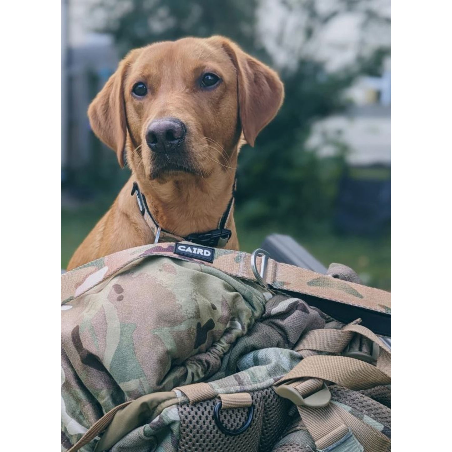 
                  
                    Adjustable Training Dog Lead 86-136cm Camo
                  
                
