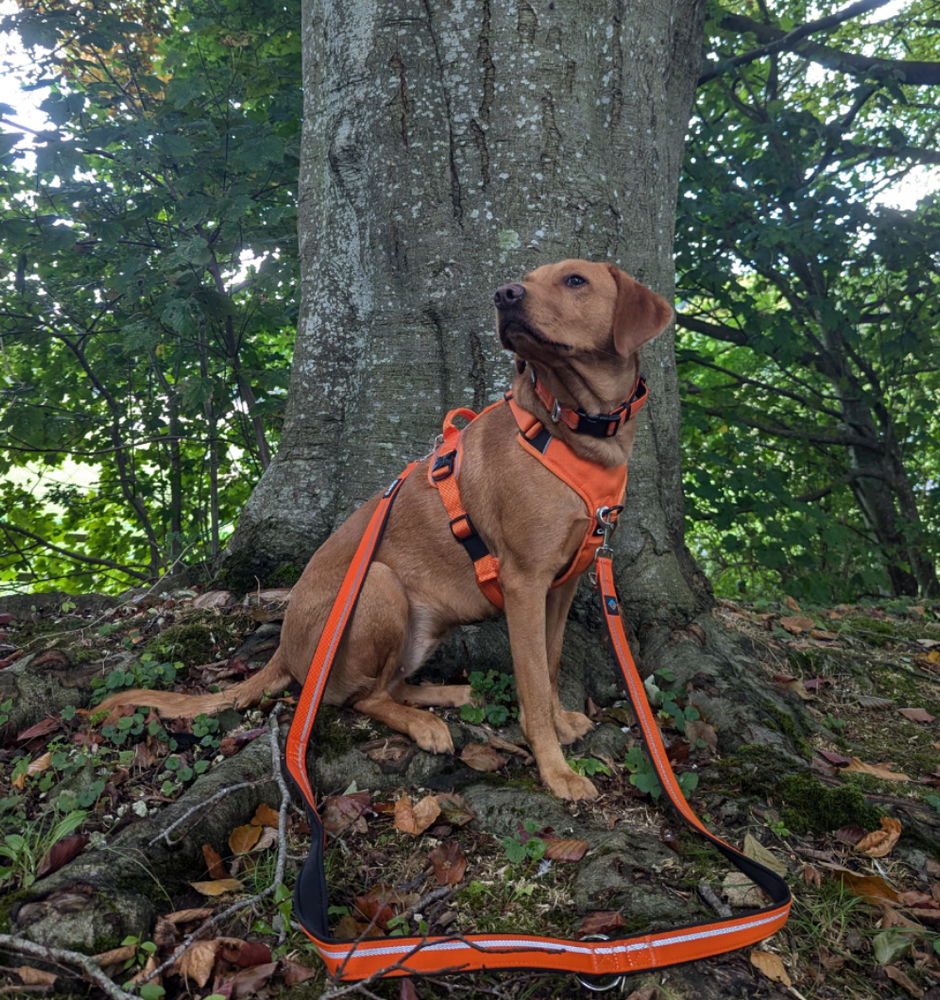 
                  
                    Training Lead - Double Ended - Khaki & Orange
                  
                