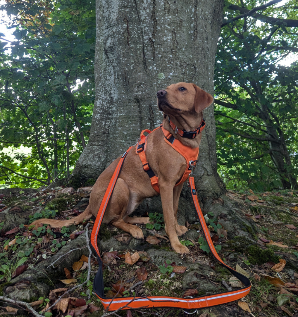 
                  
                    Training Lead - Double Ended - Khaki & Orange
                  
                