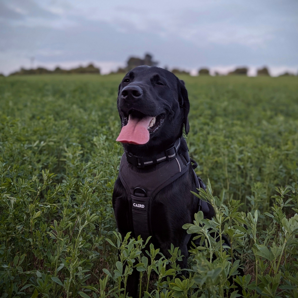 
                  
                    Advance Harness - Black
                  
                