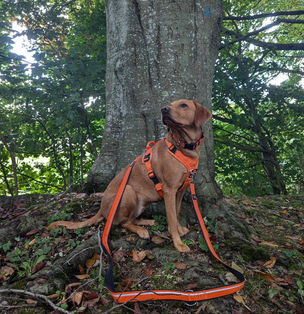 Training Lead - Double Ended - Khaki & Orange