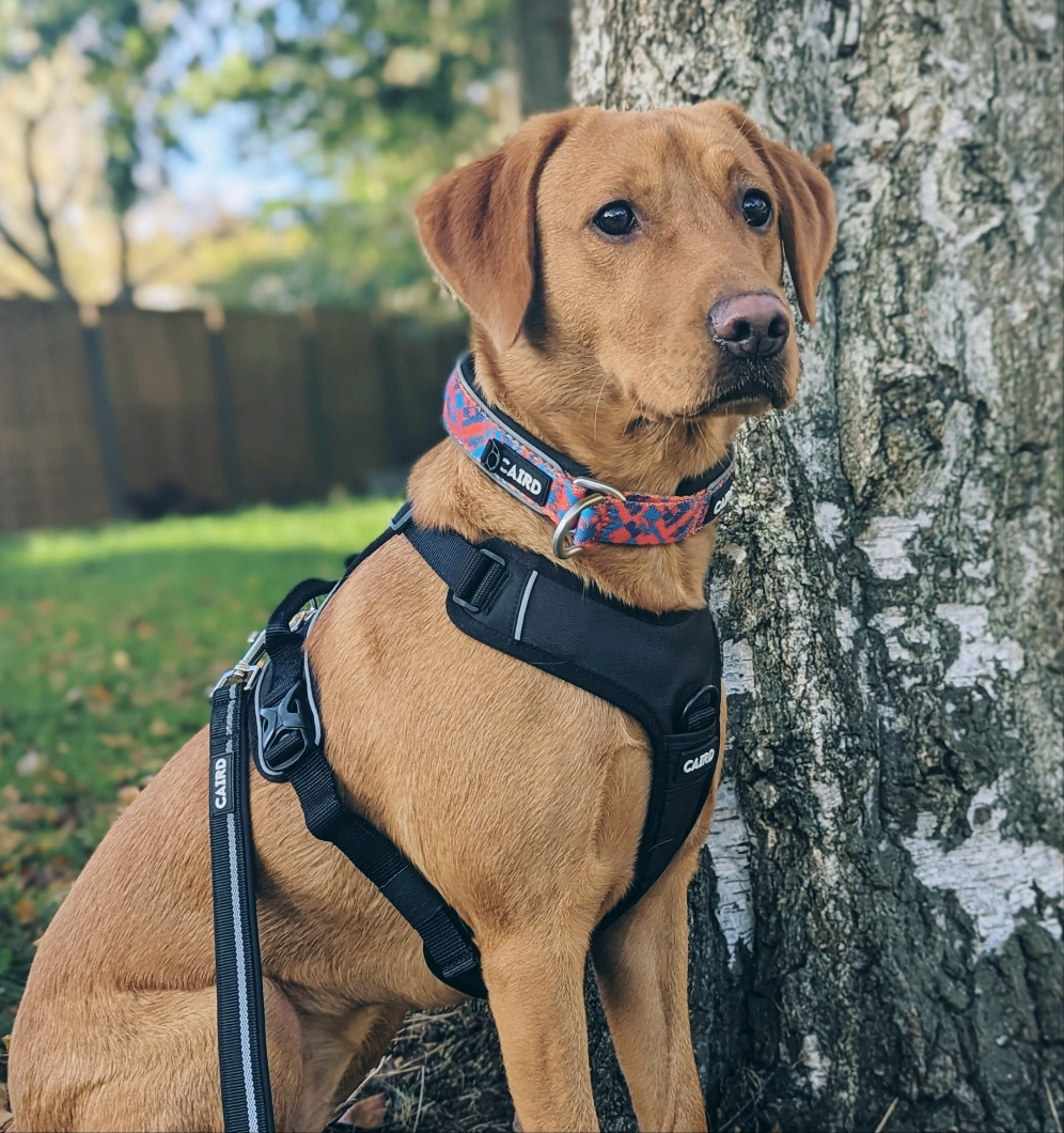 
                  
                    Advance Harness - Black
                  
                