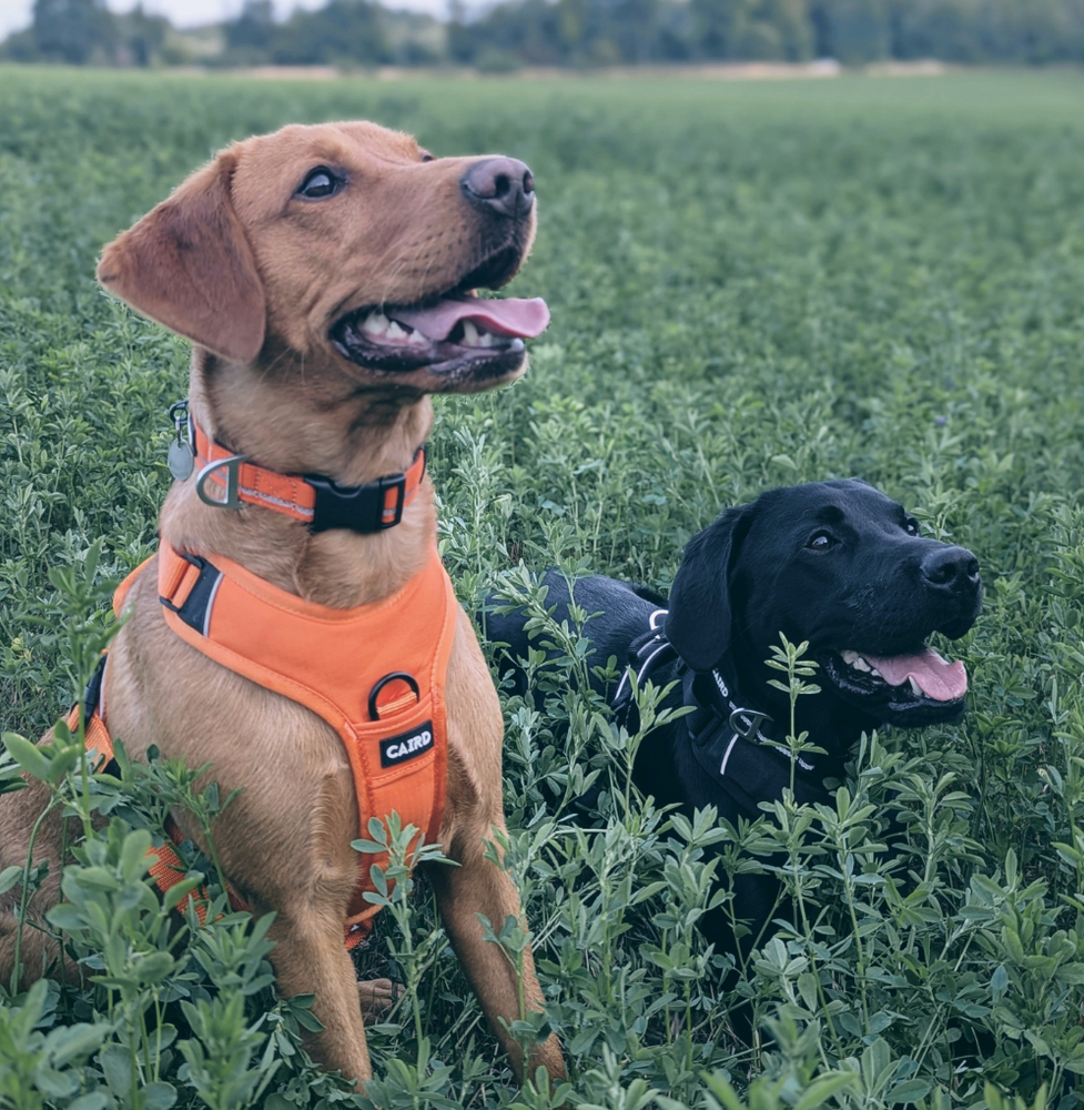 
                  
                    Advance Harness - Orange
                  
                