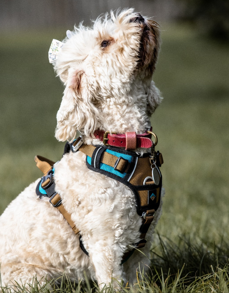 
                  
                    Elevate Harness
                  
                