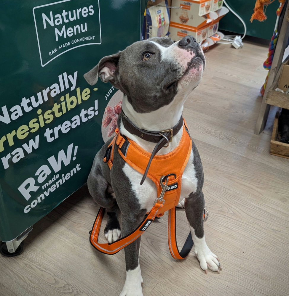 
                  
                    Advance Harness - Orange
                  
                