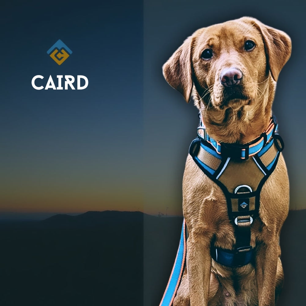 Journey Light Adjustable Collar