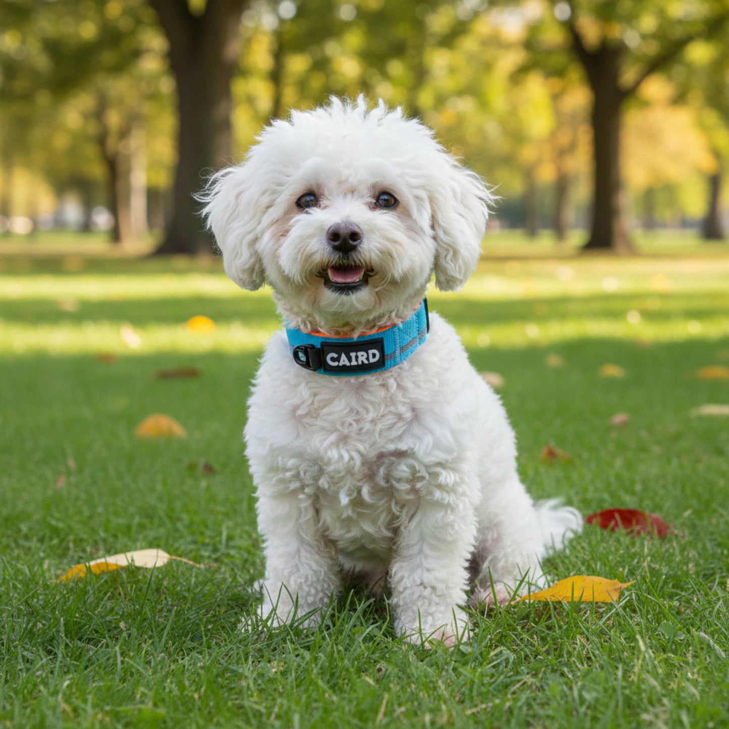 
                  
                    Journey Light Collar Aqua & Orange (Reflective)
                  
                