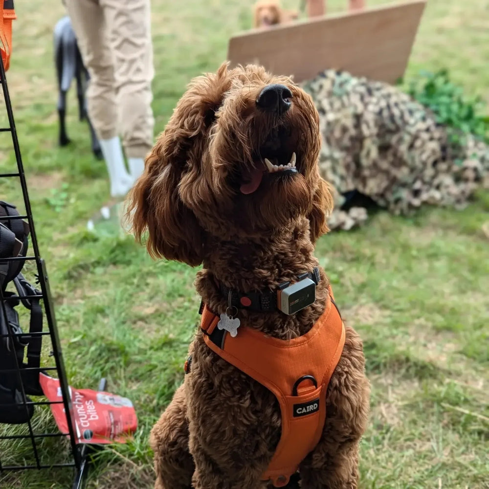 
                  
                    Advance Harness - Orange
                  
                