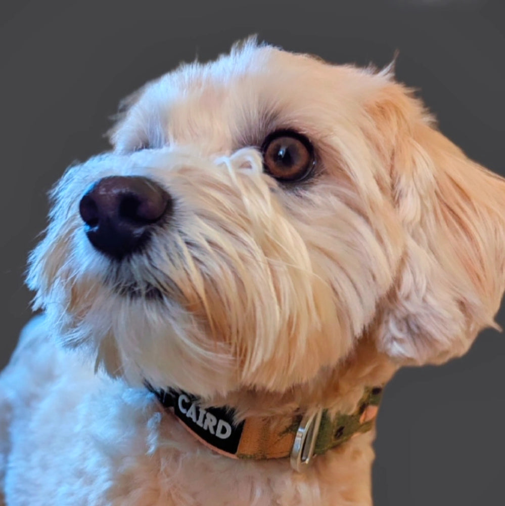 Journey Light Camouflage Collar