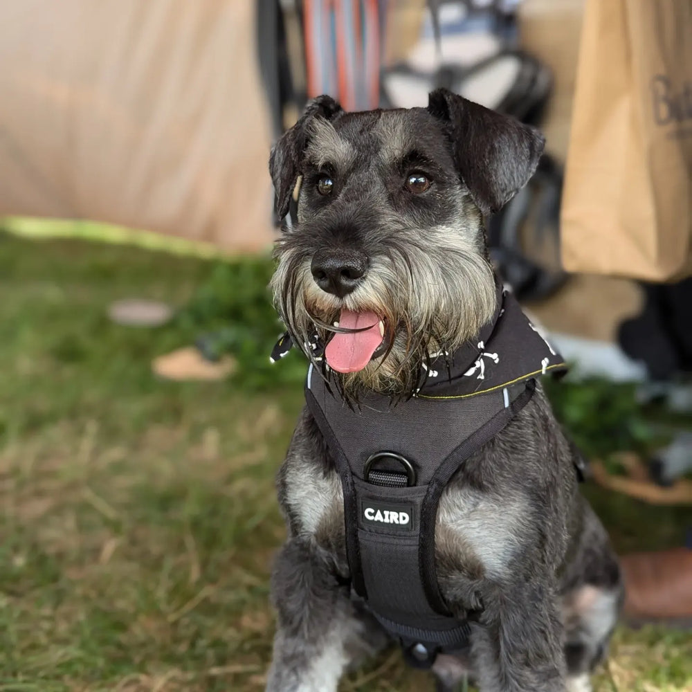 
                  
                    Advance Harness - Black
                  
                